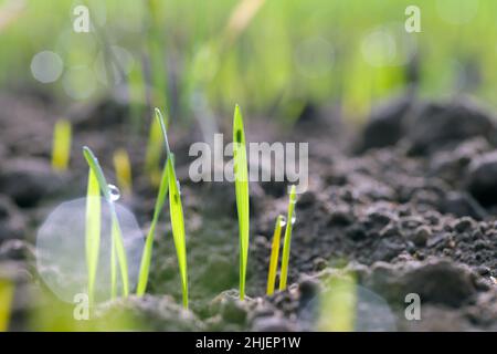 Leafhopper Psammotettix alienus auf Wintergetreide. Ist ein häufiger Schädling von Getreidepflanzen im Herbst in Europa und ein Vektor-WDV. Stockfoto