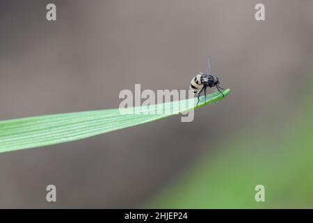 Kohlfliege (auch Kohlwurzelfliege, Wurzelfliege oder Rübenfliege) - Delia radicum durch parasitären Pilz - Entomophthora muscae. Stockfoto