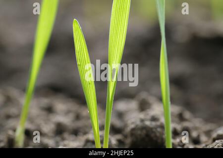 Maisblättertrichter (Zyginidia scutellaris) Schädling der Maisernte. Insekt auf Wintergetreide. Stockfoto