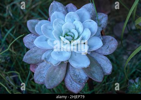 Wunderschöne Blaue Sukkulente Echeveria Laui Im Garten. Stockfoto