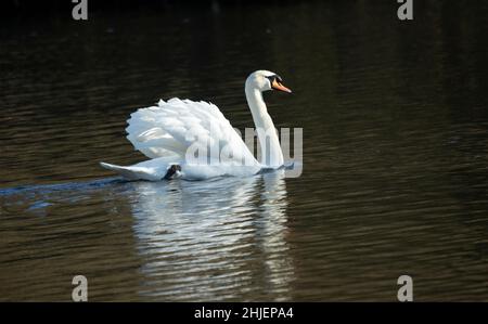 Ein männlicher Mute Swan schwimmt in einer Show mit seinen Flügeln, um Eindringlinge abzuwehren und seinem Partner visuelle Signale zu geben. Stockfoto