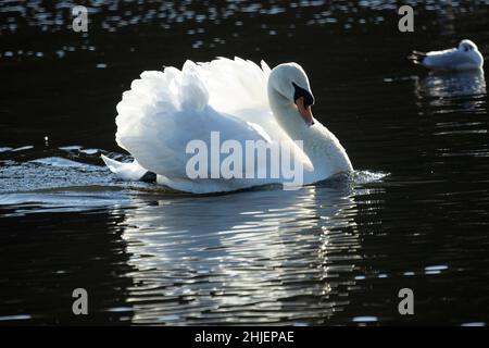 Ein männlicher Mute Swan schwimmt in einer Show mit seinen Flügeln, um Eindringlinge abzuwehren und seinem Partner visuelle Signale zu geben. Stockfoto