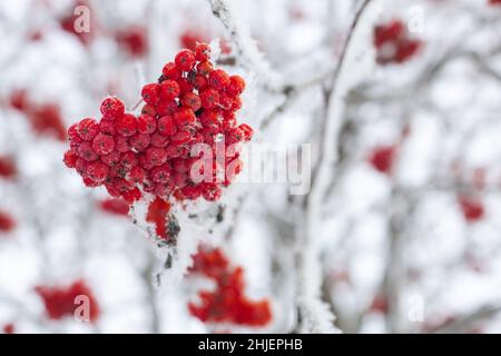 Nahaufnahme eines Strauches roter Eschenbeeren, die auf einem mit Schnee bedeckten Baum wachsen, mit verschwommenen Ästen im Hintergrund am Tag. Sammeln gesunder Wälder Stockfoto