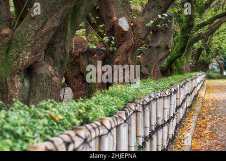 Der Blick auf die alten Sakura-Baumstämme, die entlang des niedrigen Bambuszauns im Schlosspark von Nagoya im Herbst wachsen. Nagoya. Japan Stockfoto