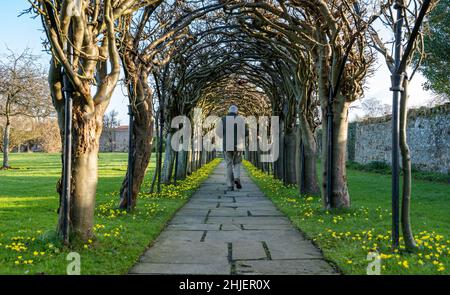 Haddington, East Lothian, Schottland, Großbritannien, 29th. Januar 2022. UK Wetter: Winterakonit, Eranthis hyemalis, blüht am Pfad des von St. Mary's Pleasance umgebenen Gartens, während ein älterer Mann durch den Laburnum-Bogen geht Stockfoto