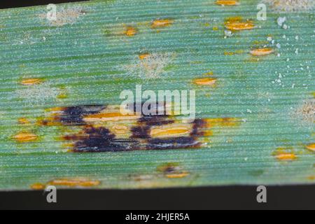 Symptome eines Pflanzenerregers und Kausalerregers von Hafer- und Gerstenkronenrost - Puccinia coronata auf Haferblättern - Telium, Plural telia. Stockfoto