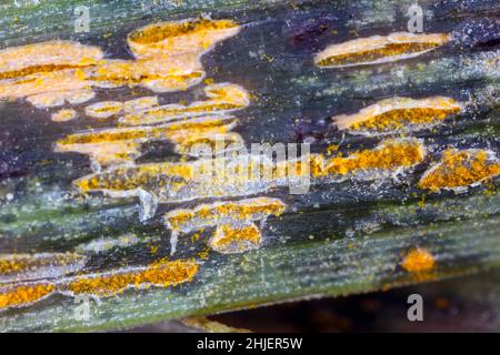 Symptome eines Pflanzenerregers und Kausalerregers von Hafer- und Gerstenkronenrost - Puccinia coronata auf Haferblättern - Telium, Plural telia. Stockfoto