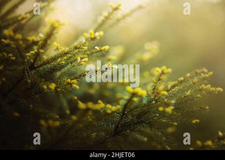 Schöne, üppige Fichtenzweige mit jungen grünen Nadeln an einem sonnigen Frühlingsmorgen. Die Natur der Taiga. Fichtenwald. Stockfoto