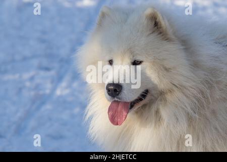 Porträt eines Samoyed - Samoyed schöne Rasse sibirischen weißen Hund. Samoyed hat seine Zunge raus. Im Hintergrund liegt Schnee. Stockfoto