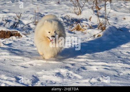 Samoyed - Samoyed schöne Rasse sibirischen weißen Hund läuft über den Schnee und hat einen offenen Mund. Stockfoto