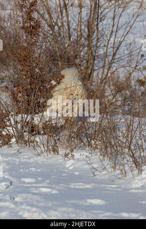 Samoyed - Samoyed schöner sibirischer weißer Hund steht im Schnee und ist hinter einem Busch versteckt. Stockfoto