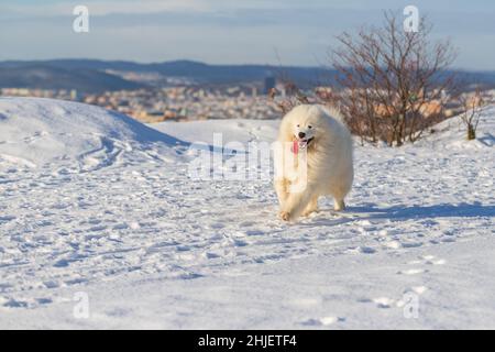 Samoyed - Samoyed schöne Rasse sibirischen weißen Hund läuft im Schnee. Die Zunge des Hundes ist draußen, Schnee fliegt um ihn herum. Stockfoto