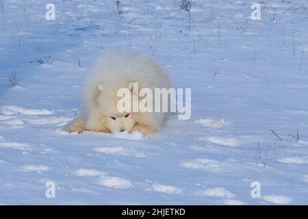 Samoyed - Samoyed schöne Rasse sibirischen weißen Hund. Ein 4 Jahre alter Hund liegt im Schnee und hat eine Schnauze im Schnee. Stockfoto