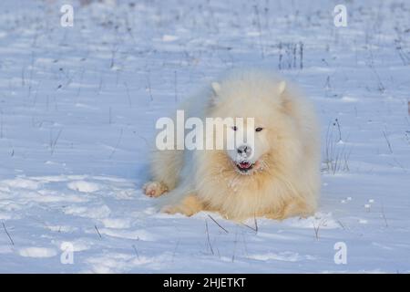 Samoyed - Samoyed schöne Rasse sibirischen weißen Hund. Der 4-jährige Hund liegt im Schnee und hat eine Schnauze aus dem Schnee. Stockfoto