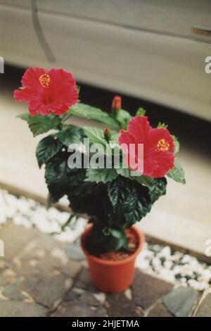 Gescannte Kopie der Archivfoto-Blume Stockfoto