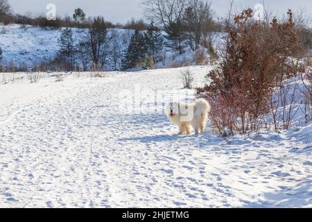 Samoyed - Samoyed schöne Rasse sibirischen weißen Hund. Ein vierjähriger Hund steht im Schnee auf einer Ebene und hat seine Zunge raus. Im Hintergrund sind Stockfoto