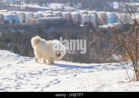 Samoyed - Samoyed schöne Rasse sibirischen weißen Hund. Der Hund läuft auf einem verschneiten Pfad und hat seine Zunge raus. Schnee fliegt um ihn herum. Im Hintergrund ist Stockfoto