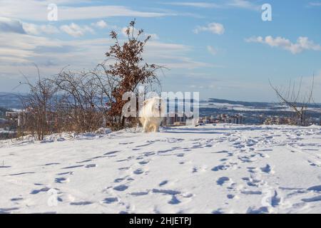 Samoyed - Samoyed schöne Rasse sibirischen weißen Hund. Der Hund steht auf einer verschneiten Straße und hat seine Zunge raus. Schnee fliegt um ihn herum. In der Backgr Stockfoto