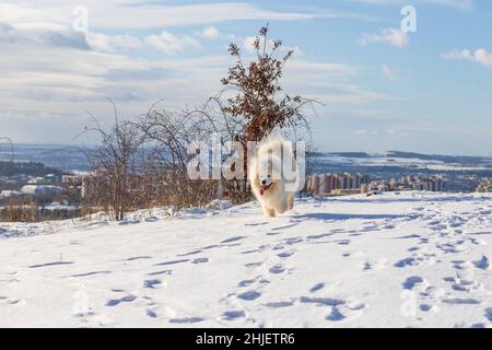 Samoyed - Samoyed schöne Rasse sibirischen weißen Hund. Der Hund läuft auf einem verschneiten Pfad und hat seine Zunge raus. Schnee fliegt um ihn herum. Im Hintergrund ist Stockfoto