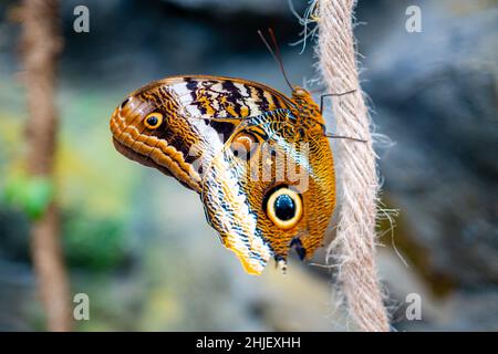 Nahaufnahme eines großen tropischen Schmetterlings Stockfoto