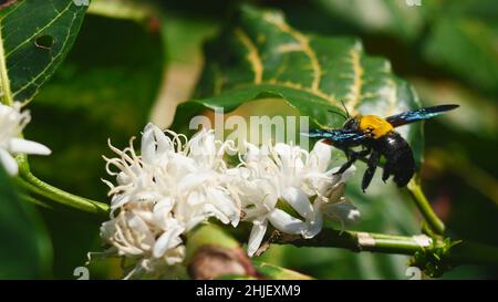 Östliche Zimmermannsbiene flieht auf die Suche nach Nektar in Robusta-Kaffeeblüte auf einer Baumpflanze mit grünem Blatt. Blütenblätter und weiße Staubgefäße von blühenden Blumen Stockfoto