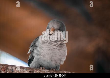 Ein flauschiger blauer Mönchspapagei sitzt in einer Voliere. Zufriedener Papagei. Stockfoto