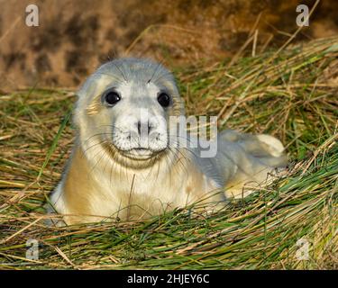 Grey Seal pup Stockfoto