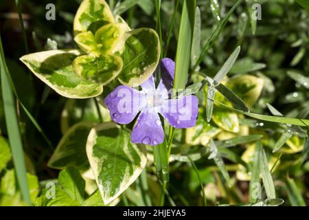 Tautropfen auf violetter Primrose. Nahaufnahme auf einem Hintergrund von grünen Blättern und Gras. Stockfoto