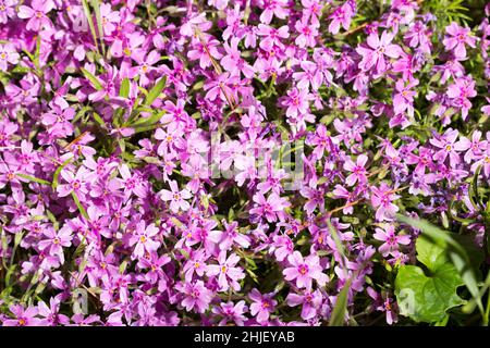 Tautropfen auf rosa Blüten. Nahaufnahme der gesamten Bildfläche. Stockfoto