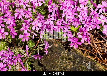 Tautropfen auf rosa Blüten. Nahaufnahme der gesamten Bildfläche. Stockfoto