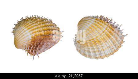 Stachelmuscheln aus Salzwassermuschel auf weißem Hintergrund isoliert. Nahaufnahme von zwei gerippten Muscheln von Muscheln mit scharfen Stacheln. Stockfoto