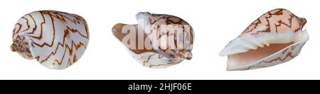 Dicke Schale von edler Spiralschnecke isoliert auf weißem Hintergrund. Cymbiola nobilis. Leere Muschel aus Meeresschnecke - braunes Zick-Zack-Muster. Stockfoto