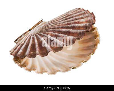 Offene fächerförmige Schale von großen Muscheln auf einem weißen Hintergrund isoliert. Nahaufnahme einer schönen, leeren Muschel aus essbarer Meeresmuschel. Stockfoto