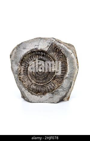 170 Millionen Jahre alter Dactylioceras Ammonit-Fossil vor weißem Hintergrund im Studio Stockfoto