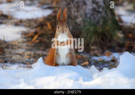 Ein rotes Eichhörnchen sitzt auf seinen Hinterbeinen im Schnee, hält seine Pfoten auf der Brust, blickt in die Kamera. Neugierige Bestie füttert Eichhörnchen im Park. Stockfoto
