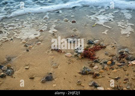 Nasser Strandsand mit einigen Kieselsteinen, Algen und verschwommenen Wasserwellen auf dem Meer, Hintergrundkonzept für Tourismus- und Umweltthemen, Kopierraum, ausgewählt Stockfoto