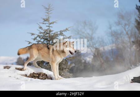 Tundra Wolf (Canis lupus albus) beim Wandern im Winterschnee mit den Bergen im Hintergrund Stockfoto