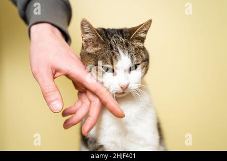 Tierheim Konzept. Pflege von Haustieren. Ehrenamtlich streicheln und streicheln eine streunende Katze in einem Tierheim auf gelbem Hintergrund. Konzept von volu Stockfoto