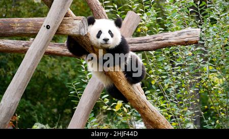 Junger riesiger Panda, der sich auf einem Baum entspannt Stockfoto