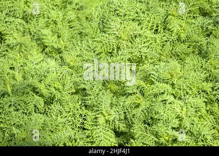 Amerikanische gewöhnliche Ragweed. Natürlicher grüner Hintergrund. Junge Büsche haben noch keine Ambrosia geblüht. Gefährliche Pflanze, Ambrosia Sträucher, die allergische r verursacht Stockfoto