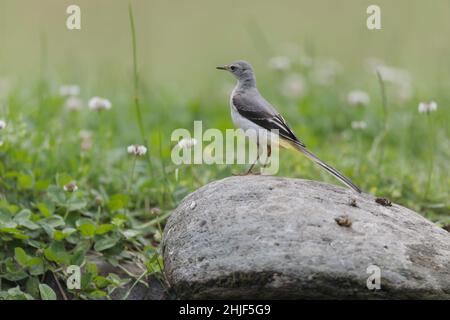 Graue Bachstelze Motacilla cinerea in der Nähe eines Teiches Stockfoto