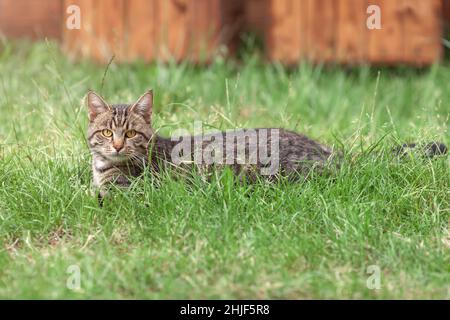 Nette inländische tabby Katze liegend unten auf grünem Gras im Freien auf Bauernhof im Sommer Stockfoto