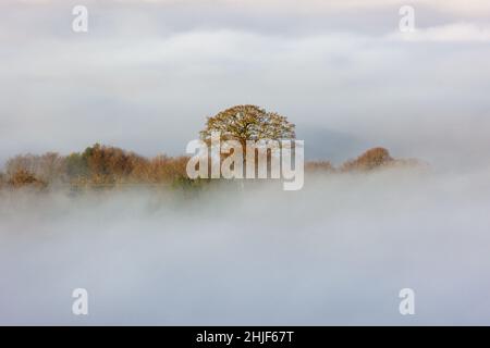 Bäume, die aus wirbelndem Nebel und einer Temperaturinversion hervorgehen (Crickhowell, Wales, UK) Stockfoto