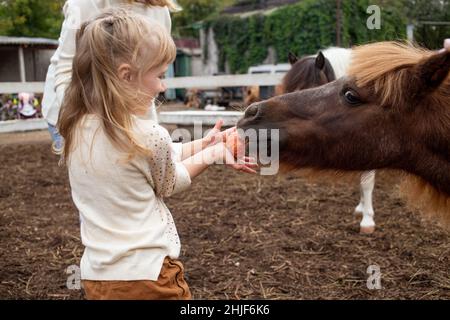 Kleines Mädchen füttert Pony Pferd mit Apfel im Reitclub Stockfoto