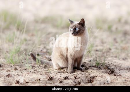 Thailändische Katze mit blauen Augen sitzt im Sommer draußen auf dem Sand in der Natur Stockfoto