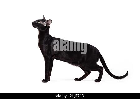 Orientalische schwarze Katze, die isoliert auf weißem Hintergrund läuft. Stockfoto