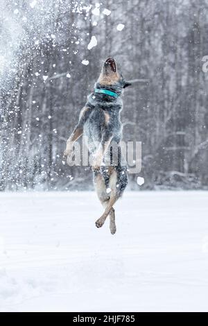 Lustig springender australischer Rinderhund oder blauer Heeler, der im Winter mit Schnee in der Natur spielt Stockfoto