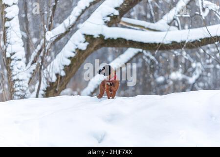 Junger bayerischer Berghundhund steht auf Schnee in der Winternatur im Wald Stockfoto