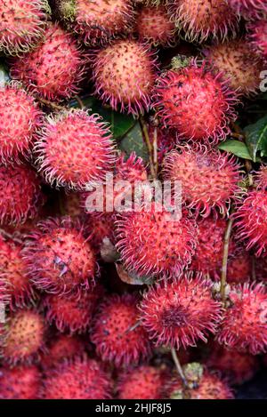 Rambutan (Nephelium lappaceum) oder rote behaarte Litschi-Frucht, Vietnam, Südostasien Stockfoto