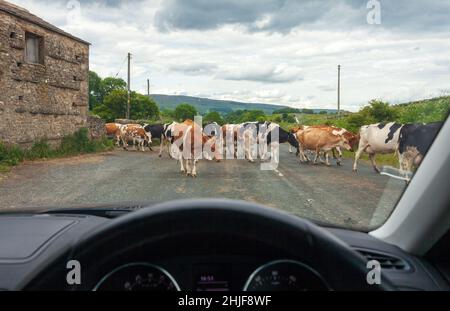 Milchvieh, das eine Straße in Wensleydale, North Yorkshire überquert, durch die Windschutzscheibe eines wartenden Autos gesehen Stockfoto